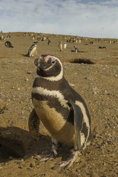 Chile, Patagonia Magellanic penguins